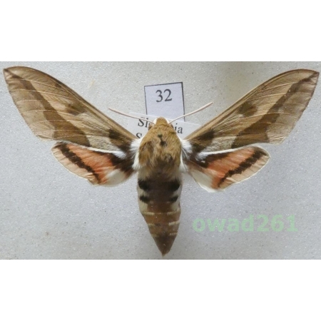 Hyles euphorbiae (Linnaeus, 1758) Slovakia32